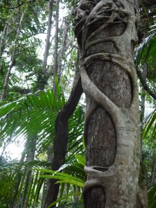 The Strangler Fig takes many years to surround its host tree.