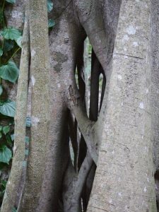 What's left after the host tree has died and rotted away.