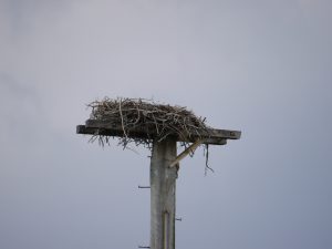 p1120743