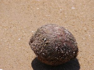 Wilson